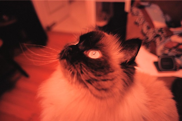 8416498800_6a61e29179_z.jpg