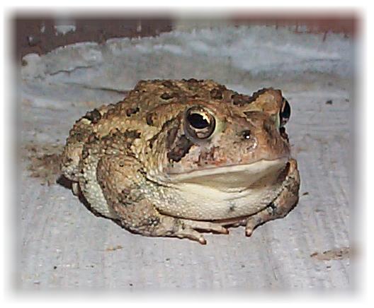 toad.jpg