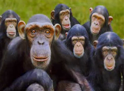 monkeys.jpg