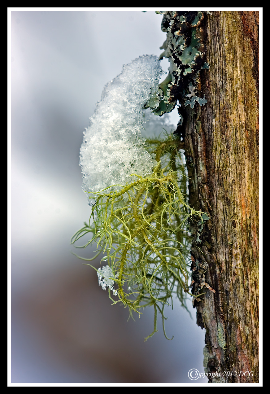 Tree-Moss-01-17-01cr-X2.jpg