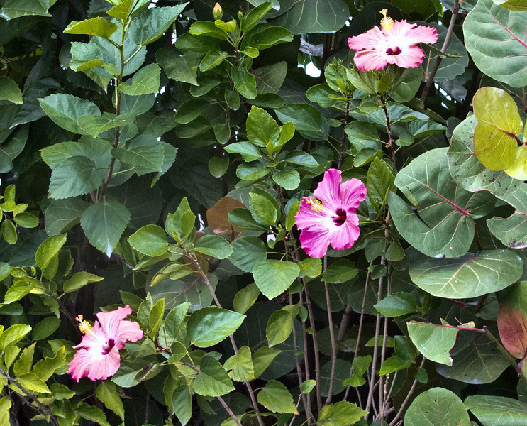 IMG8354ed-crop-L.jpg