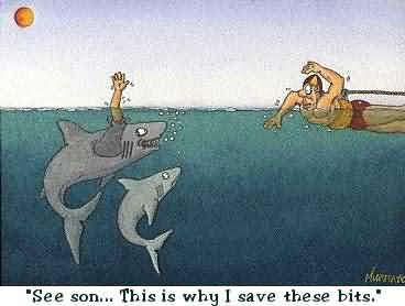 shark.jpg