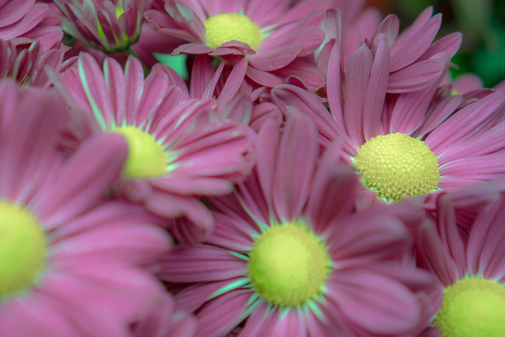 DSC01124-XL.jpg