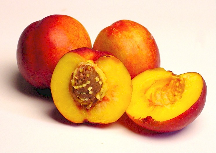 Nectarines-.jpg