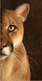 cougar-4-1.jpg