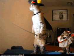 giphy.gif