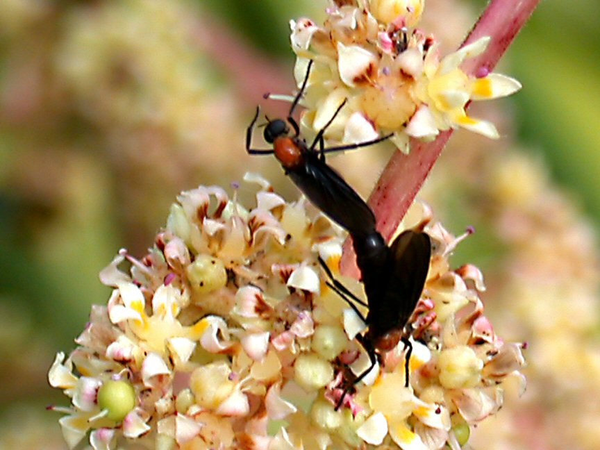 loveBugs04_19921.JPG