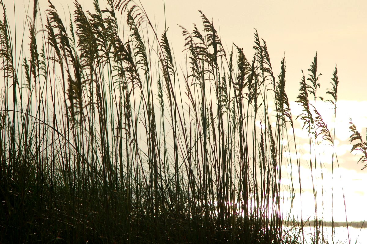 Grass1.jpg
