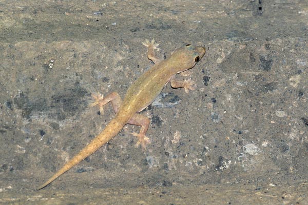 003942_house_gecko.jpg
