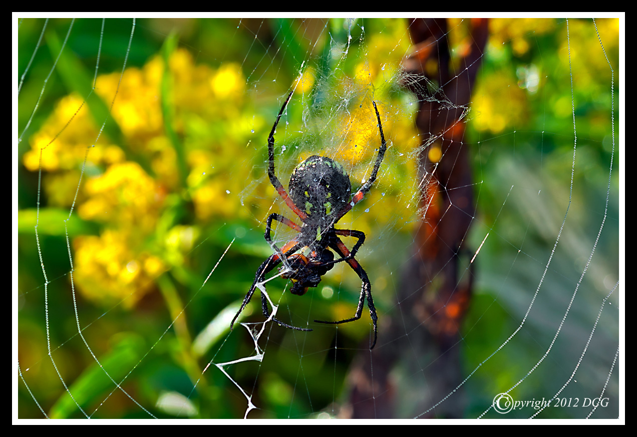 Argiope-Garden-Spider-08-23-X2.jpg