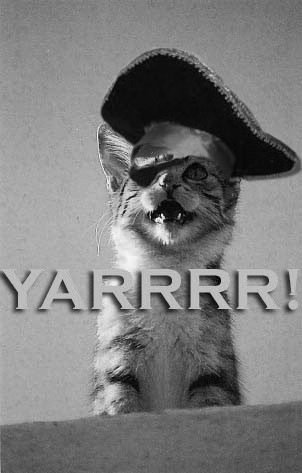 pirate_kitten_011.jpg