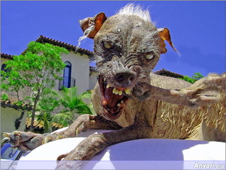 uglydog.png
