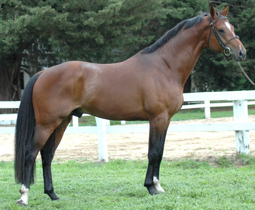 bay-horse.jpg
