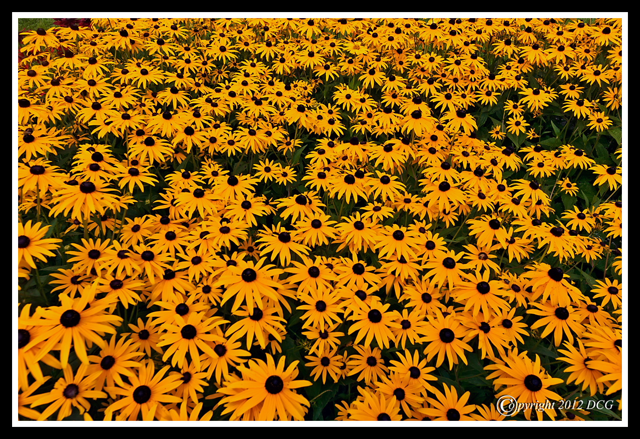 Black-Eyed-Susans-08-02-01cr-X2.jpg