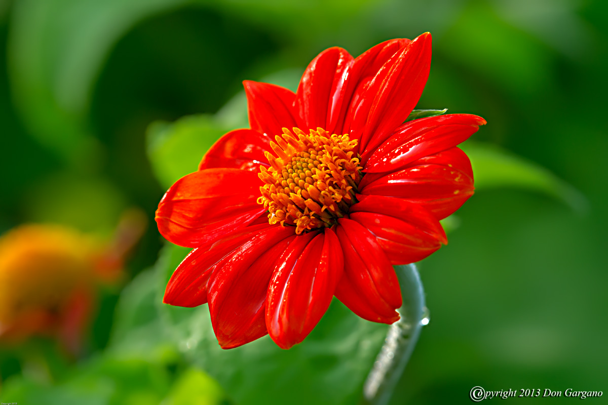 Dahlia-07-08-01cr%20-X2.jpg