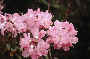 azalea.11x.jpg