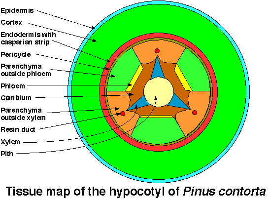 hypolmap.gif