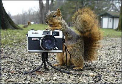 CameraSquirrel.jpg