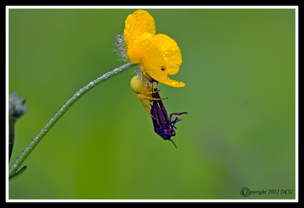 Crab-Spider-05-29-01cr-XL.jpg