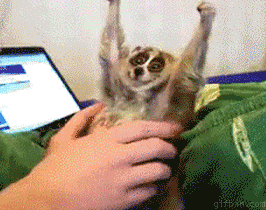 1245062683_lemur_rubbing.gif