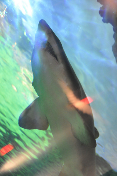 588900194_Te97J-L.jpg