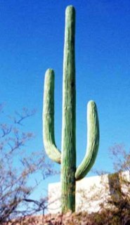 saguaro.jpg