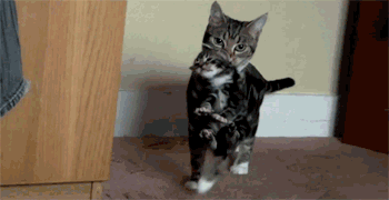 tumblr_lujk2xtCgH1ql1vix.gif