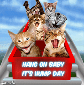 Hump_Day_Hang_On_Kitty.gif
