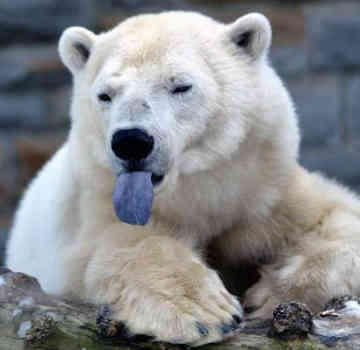 polar-bear.jpg