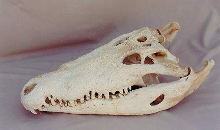crocodile_american_crocodile_skull_cast.jpg