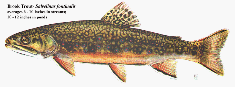 brooktrout.gif
