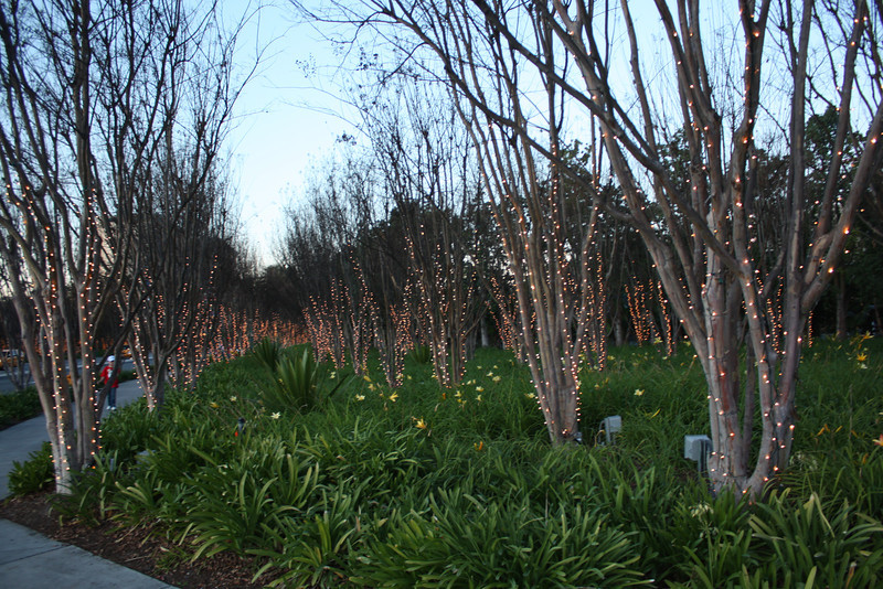 IMG0332-L.jpg