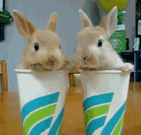 tumblr_la1ssk15SF1qahhxwo1_250.gif