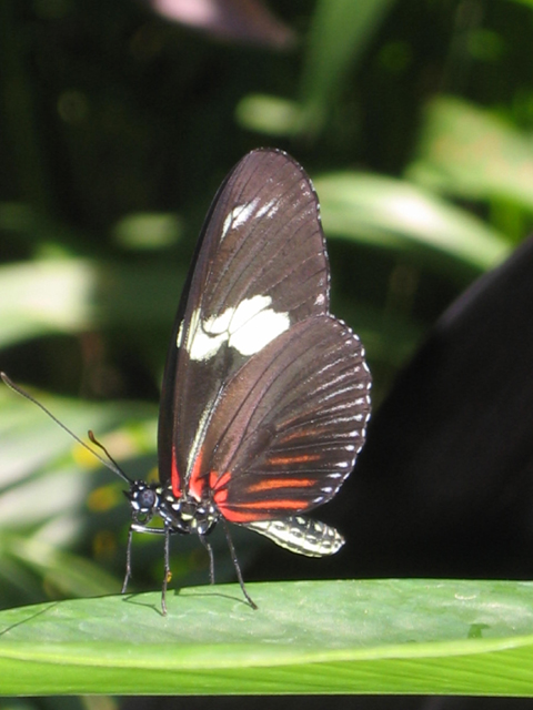 butterfly2.jpg