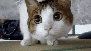 200.gif