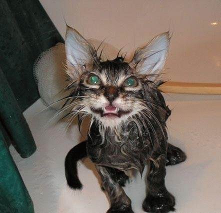 wet-cat-08.jpg