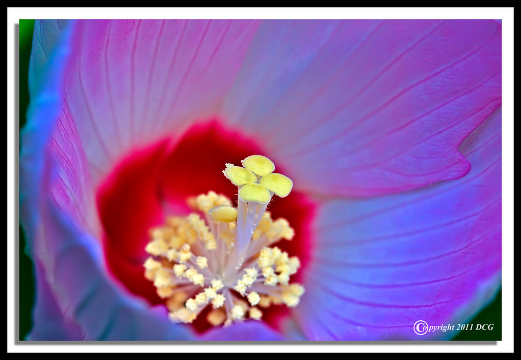 Flower-08-23-07cr-XL.jpg