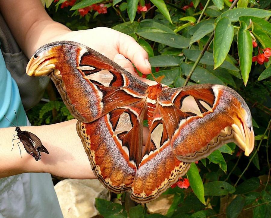 Big%2Bmoth.jpg