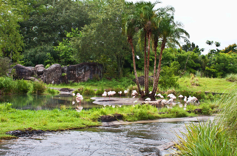 9588%20flamingoed2-L.jpg