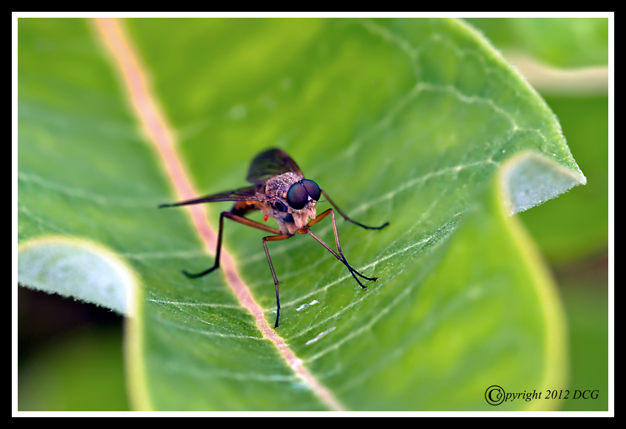 Robber-Fly-07-16-01acr-X2.jpg