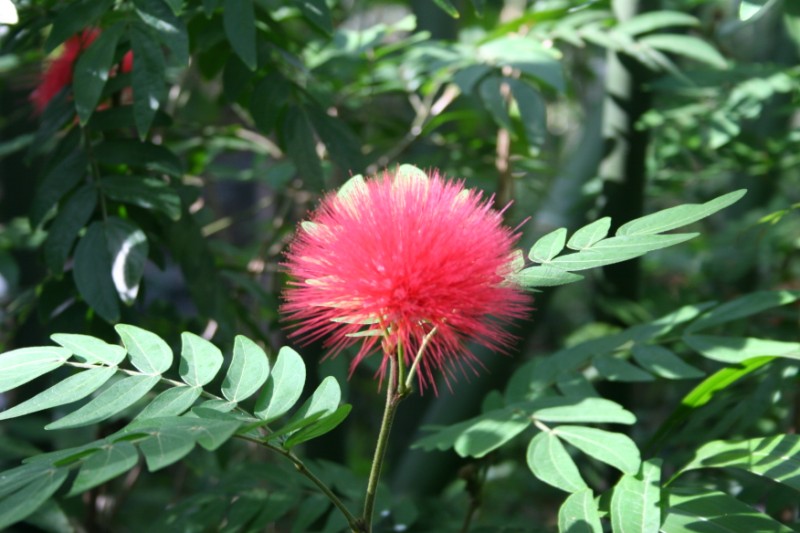 flower1.jpg