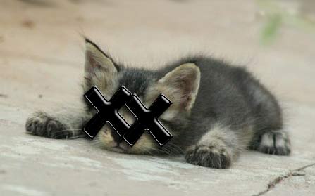 dead-kitten_01.jpg