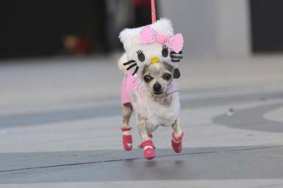 hello-kitty-Chihuahua-400x266.jpg