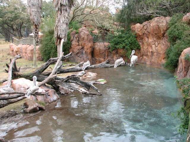 animalkingdomlodge029.jpg