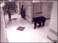 _40287031_bear_ap203body.jpg