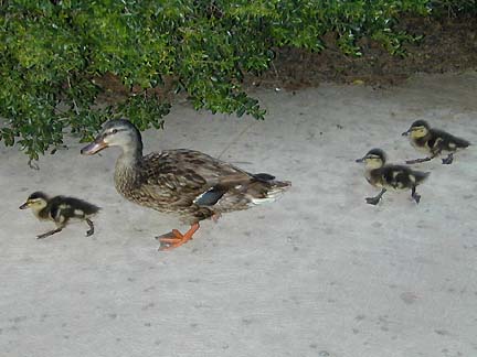wlducks.jpg