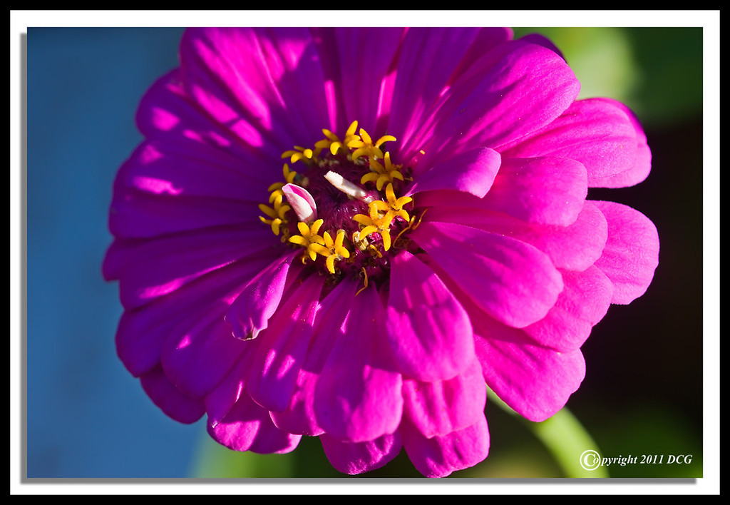 Flower-08-23-03cr-XL.jpg