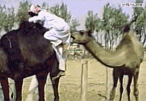 via GIPHY | Funny gif, Funny, Funny animal videos