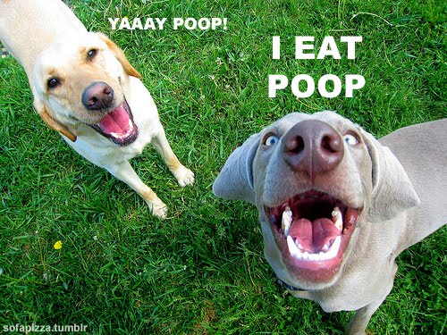 poop+bp.jpg