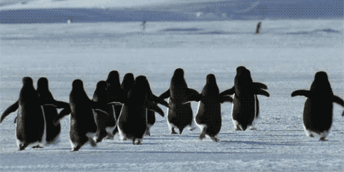 penguin_gifs_01.gif